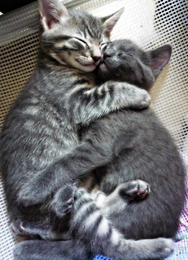 Kitten Hugging Techniques 25 Учимся обниматься у кошек