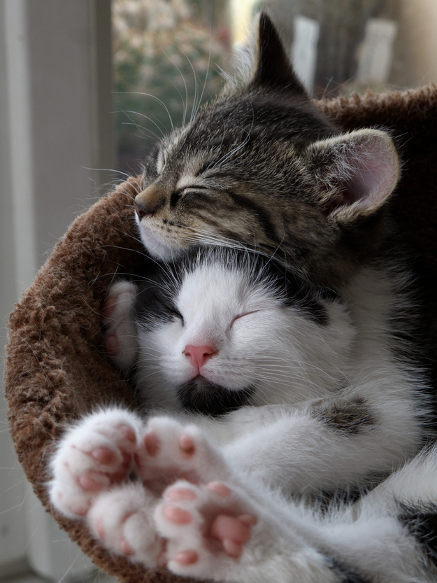 Kitten Hugging Techniques 5 Учимся обниматься у кошек