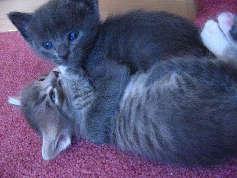 Kitten Hugging Techniques 8 Учимся обниматься у кошек