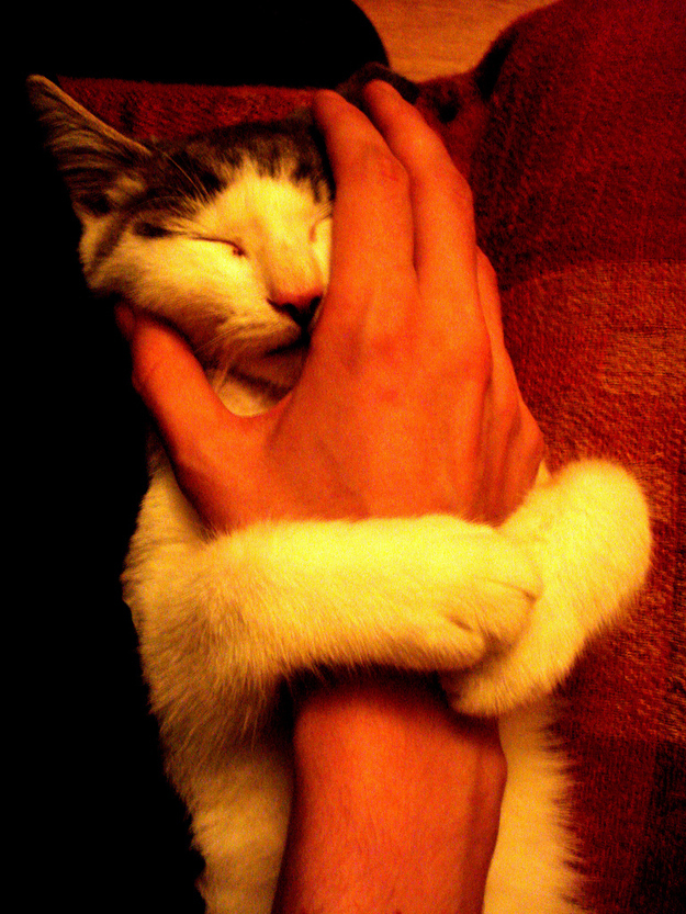 Kitten Hugging Techniques 9 Учимся обниматься у кошек