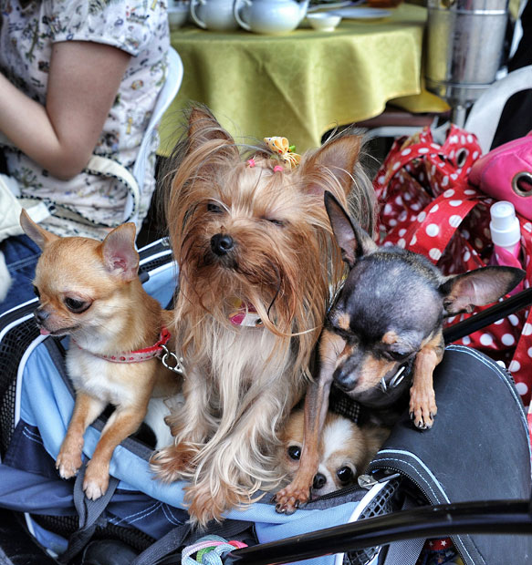 The pampered dogs 12 Счастливые собачки Гонконга