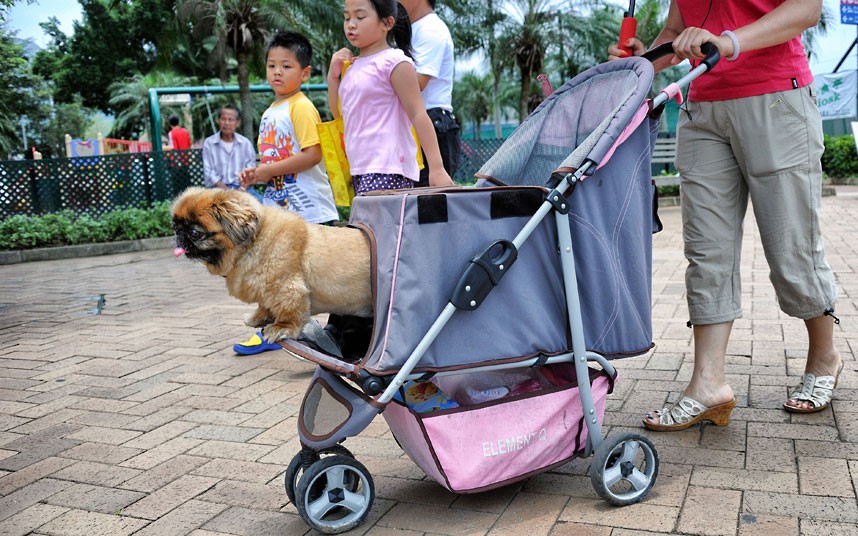 The pampered dogs 14 Счастливые собачки Гонконга