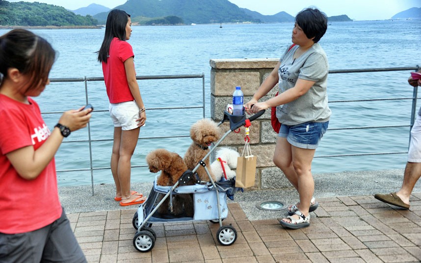 The pampered dogs 2 Счастливые собачки Гонконга