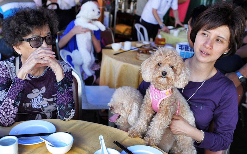 The pampered dogs 4 Счастливые собачки Гонконга