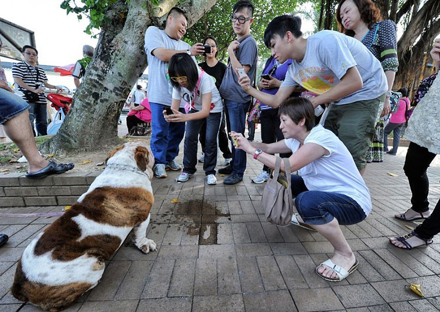The pampered dogs 9 Счастливые собачки Гонконга