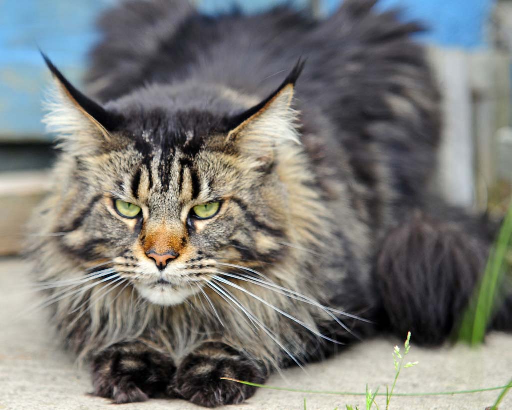 Top 10 Pedigreed Cat Breeds 8 Десятка самых популярных пород кошек в США
