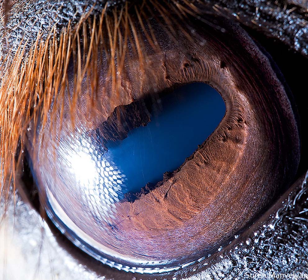 animal eyes 18 Глаза животных