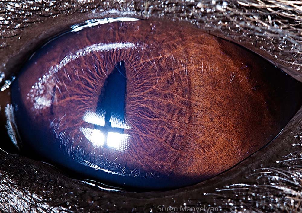 animal eyes 19 Глаза животных