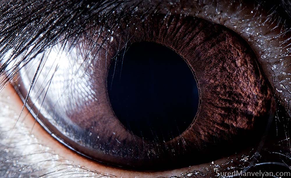 animal eyes 20 Глаза животных