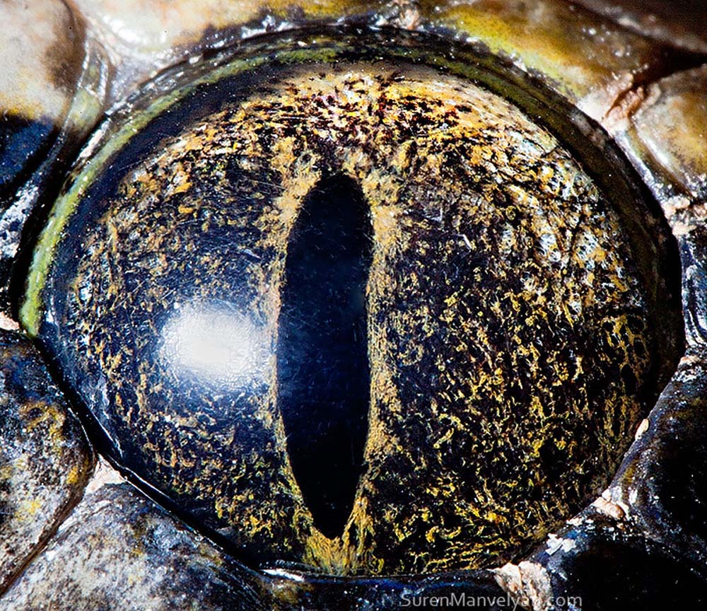 animal eyes 23 Глаза животных