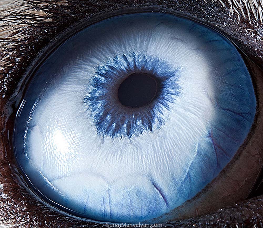 animal eyes 24 Глаза животных