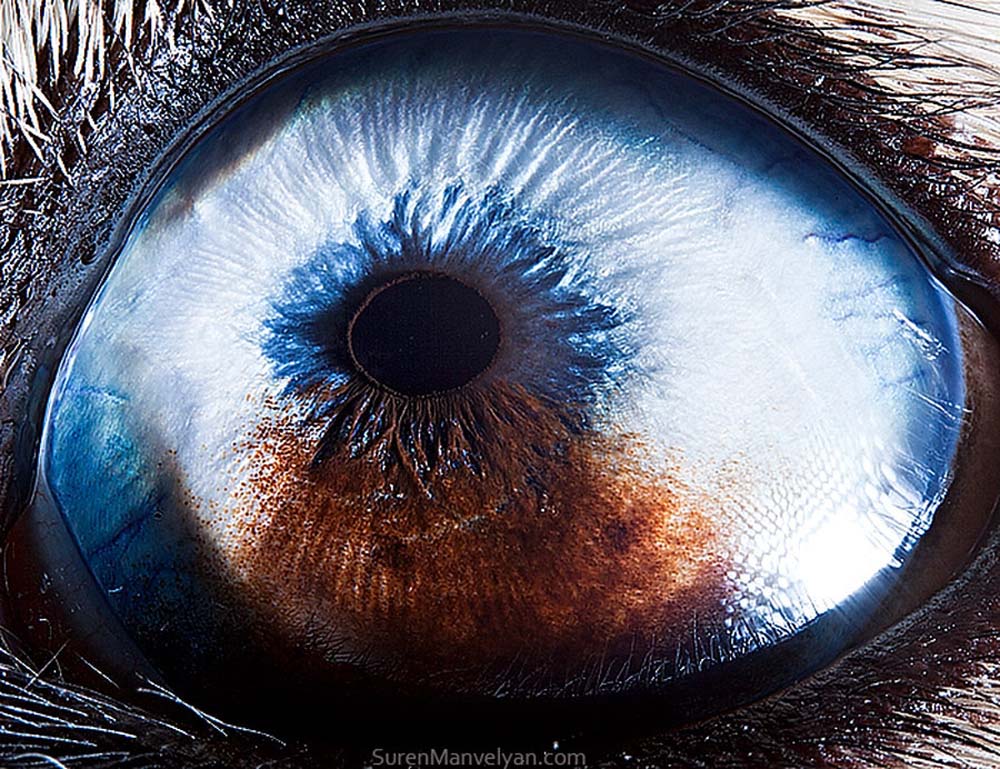 animal eyes 25 Глаза животных