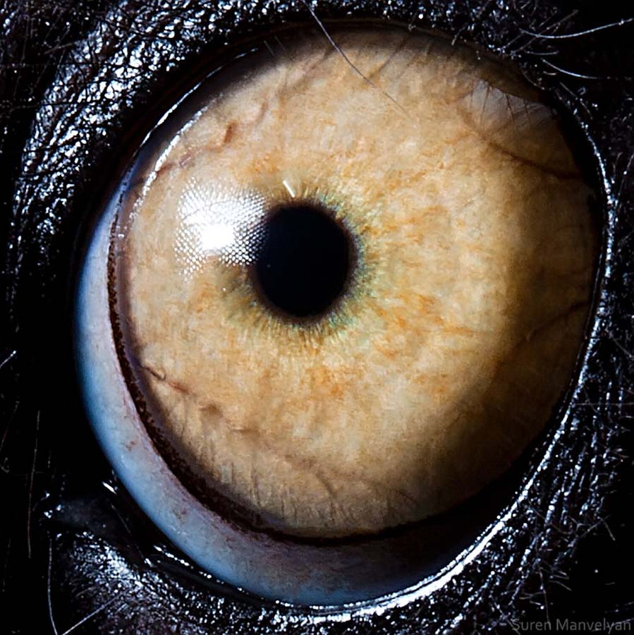 animal eyes 3 Глаза животных