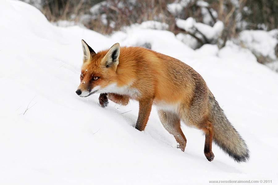 http://bigpicture.ru/wp-content/uploads/2012/09/fox-21.jpg