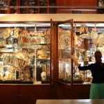 gmoz01 800x5221 150x150 42000 летний мамонтенок прибыл в лондонский Музей естественной истории