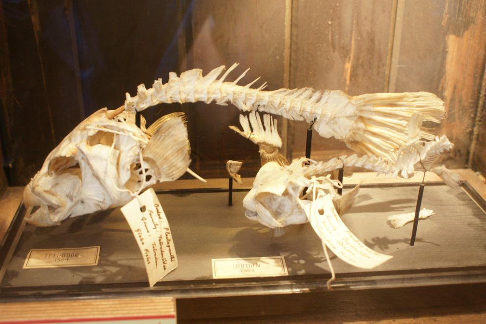 gmoz17 Лондонский музей зоологии и сравнительной анатомии Гранта