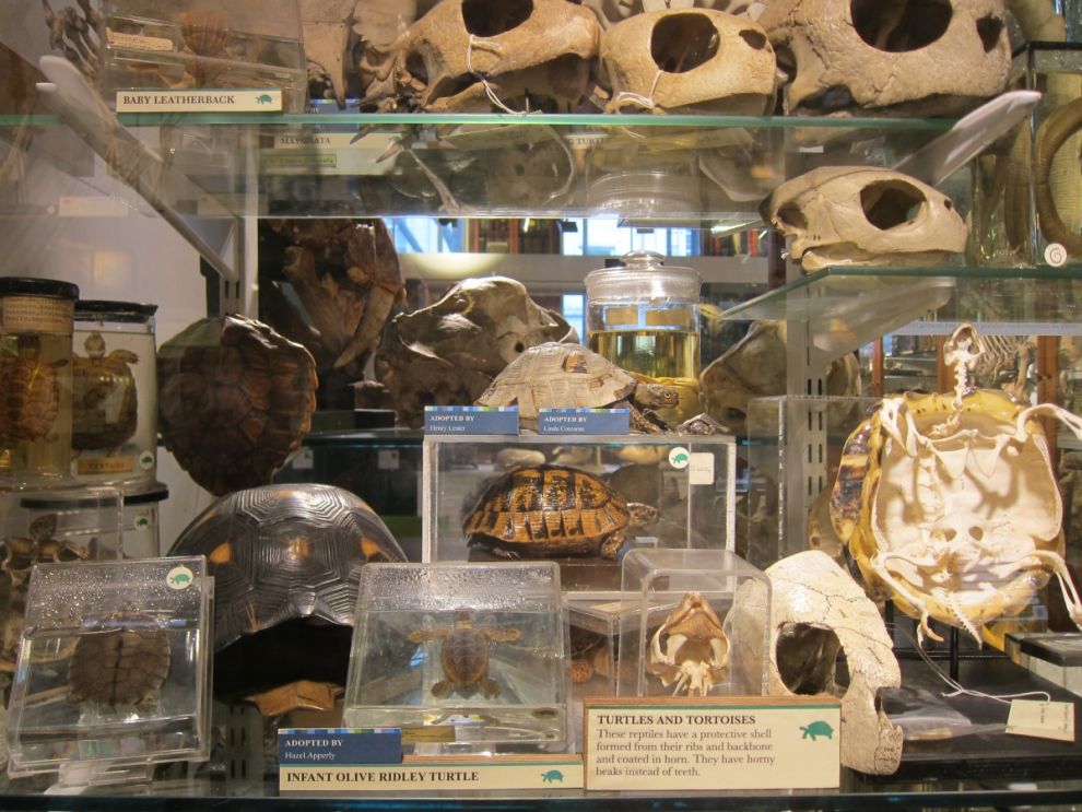 gmoz21 Лондонский музей зоологии и сравнительной анатомии Гранта