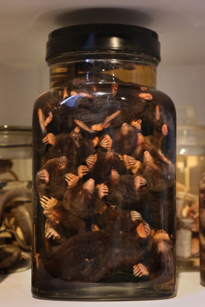 gmoz22 Лондонский музей зоологии и сравнительной анатомии Гранта