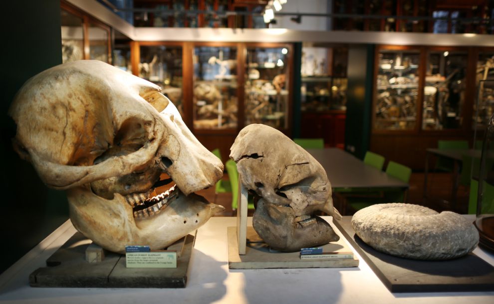 gmoz31 Лондонский музей зоологии и сравнительной анатомии Гранта