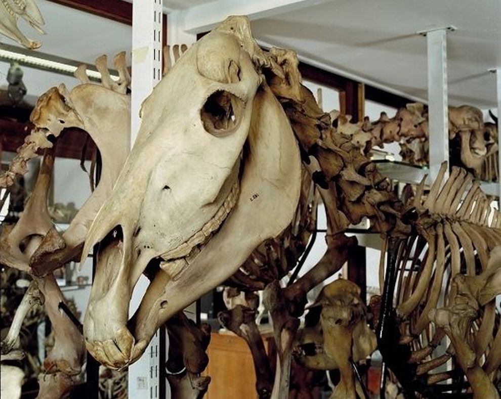 gmoz33 Лондонский музей зоологии и сравнительной анатомии Гранта