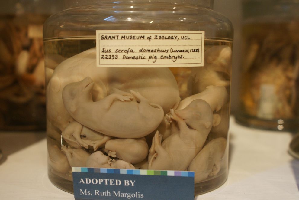gmoz35 Лондонский музей зоологии и сравнительной анатомии Гранта
