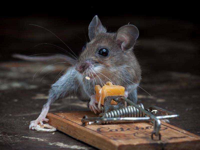 mice 13 Сыр в мышеловке