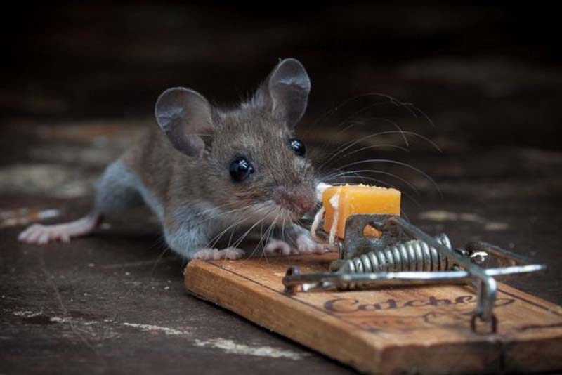 mice 14 Сыр в мышеловке