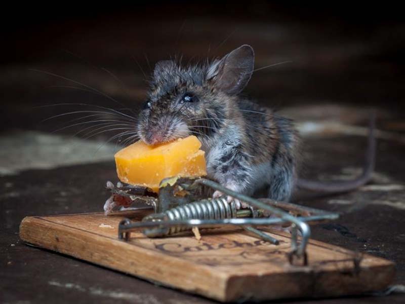 mice 15 Сыр в мышеловке