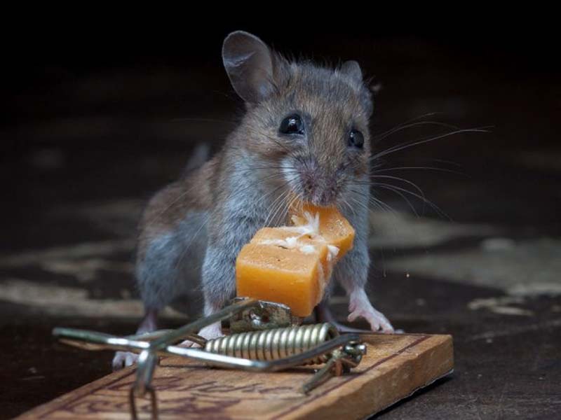 mice 16 Сыр в мышеловке