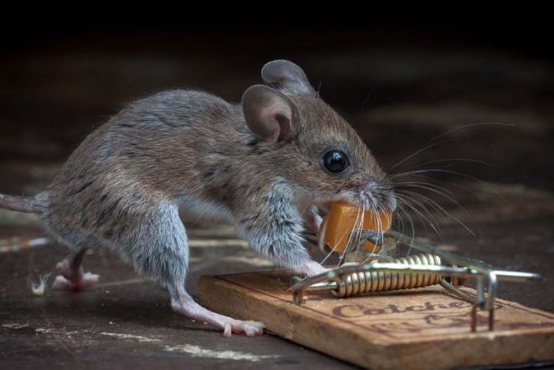 mice 17 Сыр в мышеловке