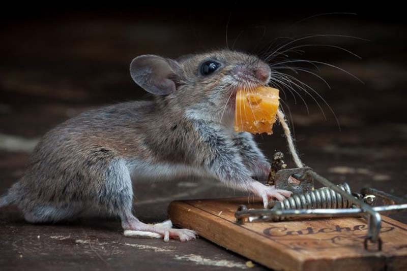 mice 18 Сыр в мышеловке
