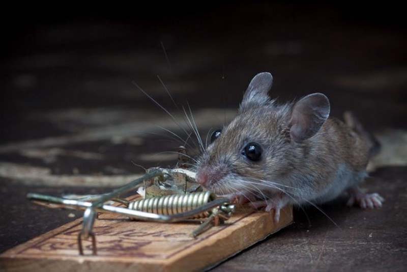 mice 19 Сыр в мышеловке
