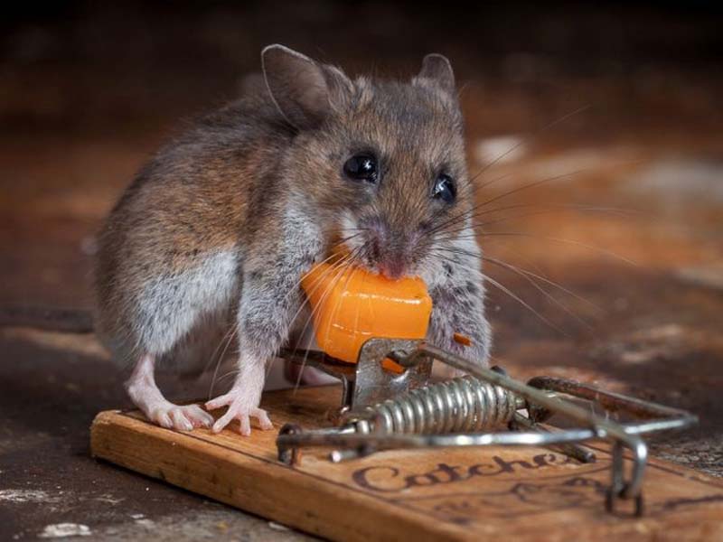 mice 8 Сыр в мышеловке