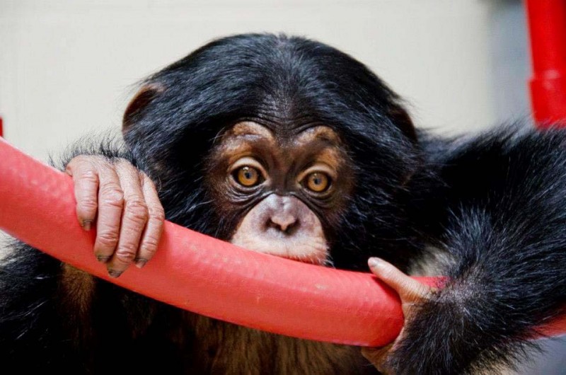 shimpanze 14 800x530 Детенышу шимпанзе нашли приемную маму