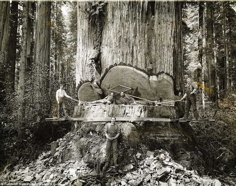Lumberjacks From California 1 800x632 Дровосеки