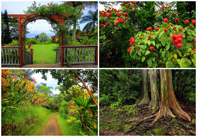 TEMP16 Сады острова Мауи