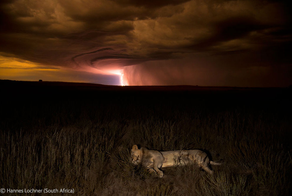 Veolia Environnement Wildlife Photographer 38 Победители Конкурса фотографий дикой природы 2012