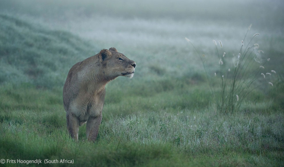 Veolia Environnement Wildlife Photographer 41 Победители Конкурса фотографий дикой природы 2012