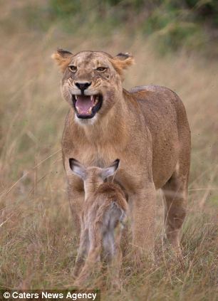 adopting baby impala 10 Львица и малыш антилопы