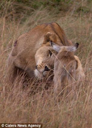 adopting baby impala 11 Львица и малыш антилопы