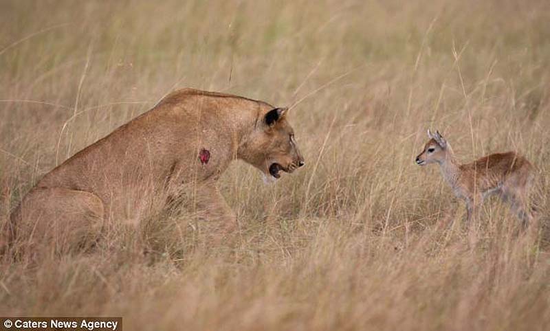 adopting baby impala 4 Львица и малыш антилопы