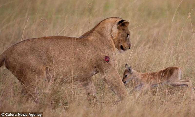 adopting baby impala 5 Львица и малыш антилопы