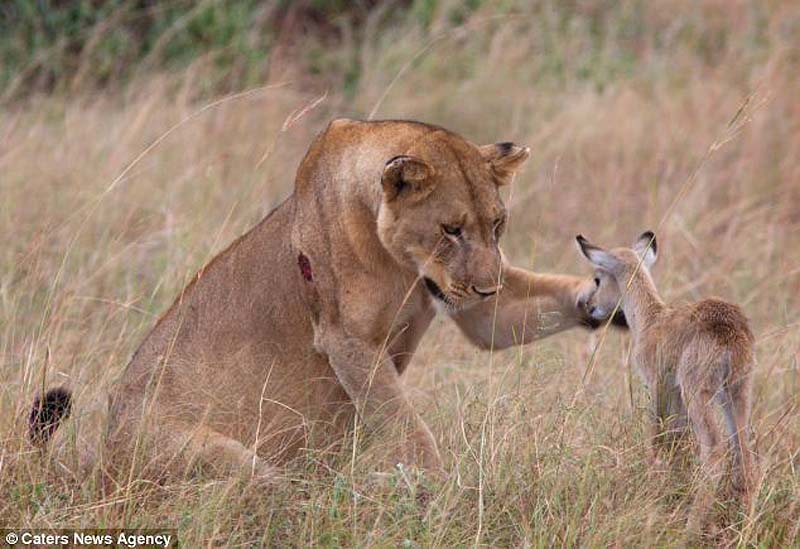 adopting baby impala 8 Львица и малыш антилопы