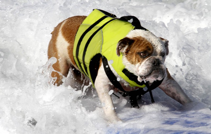 В Калифорнии среди собак проводился чемпионат по серфингу