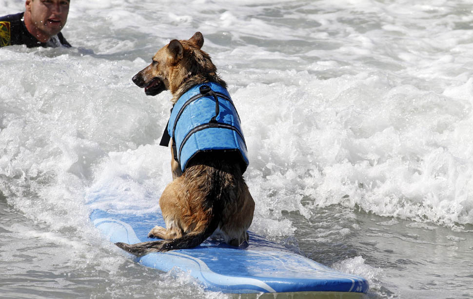 dogssurfing 8     
