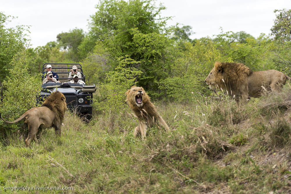 lions 1 Битва африканских львов