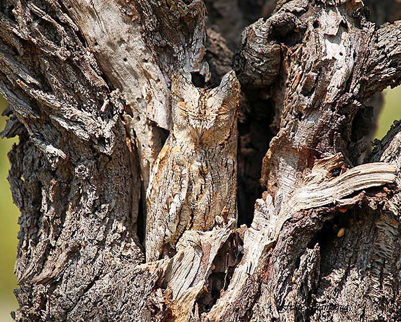 owl 1 Совы   мастера камуфляжа