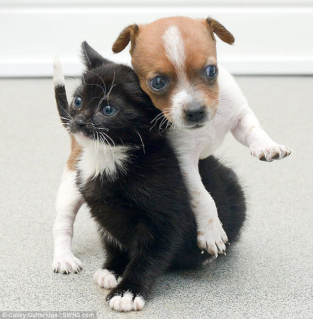 puppy and kitten 1        
