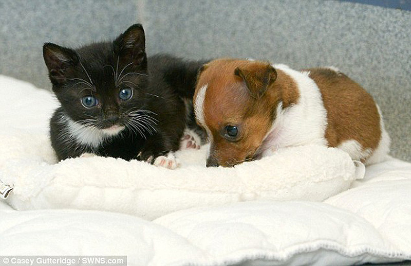 puppy and kitten 10        