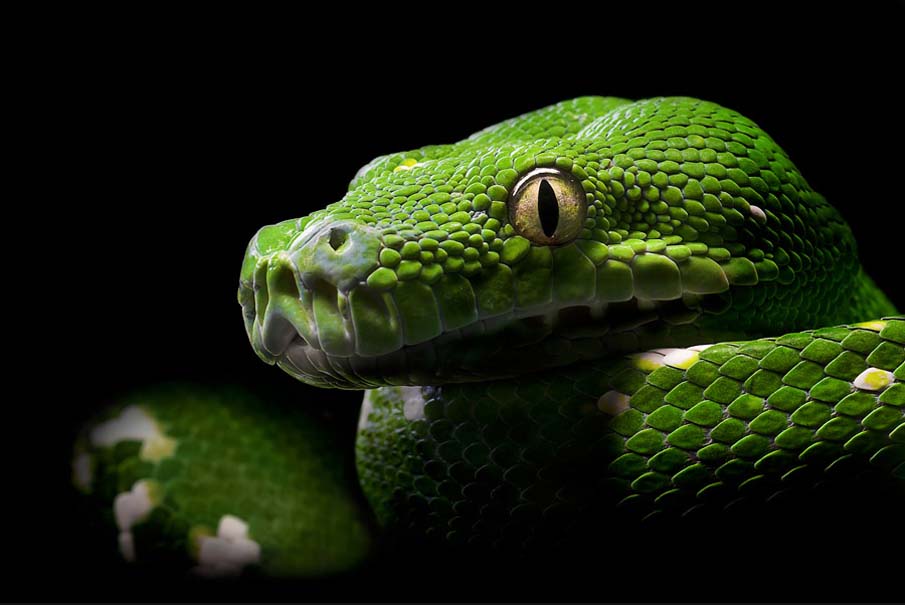 Картинки красивые змеи (50 фото)